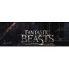 Fantastic Beasts and Where to Find Them